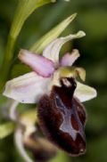 Ophrys bertolonii subsp. bertoloniiformis
